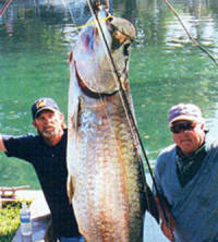 Tom Evans - May 13, 2003  190.6 lb  16 lb tippet  Homosassa